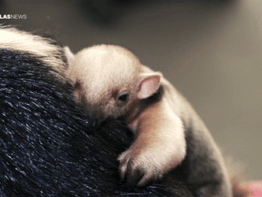 The Dallas Zoo's month-old tamandua clings to his mother Xena's back after a well-baby checkup.