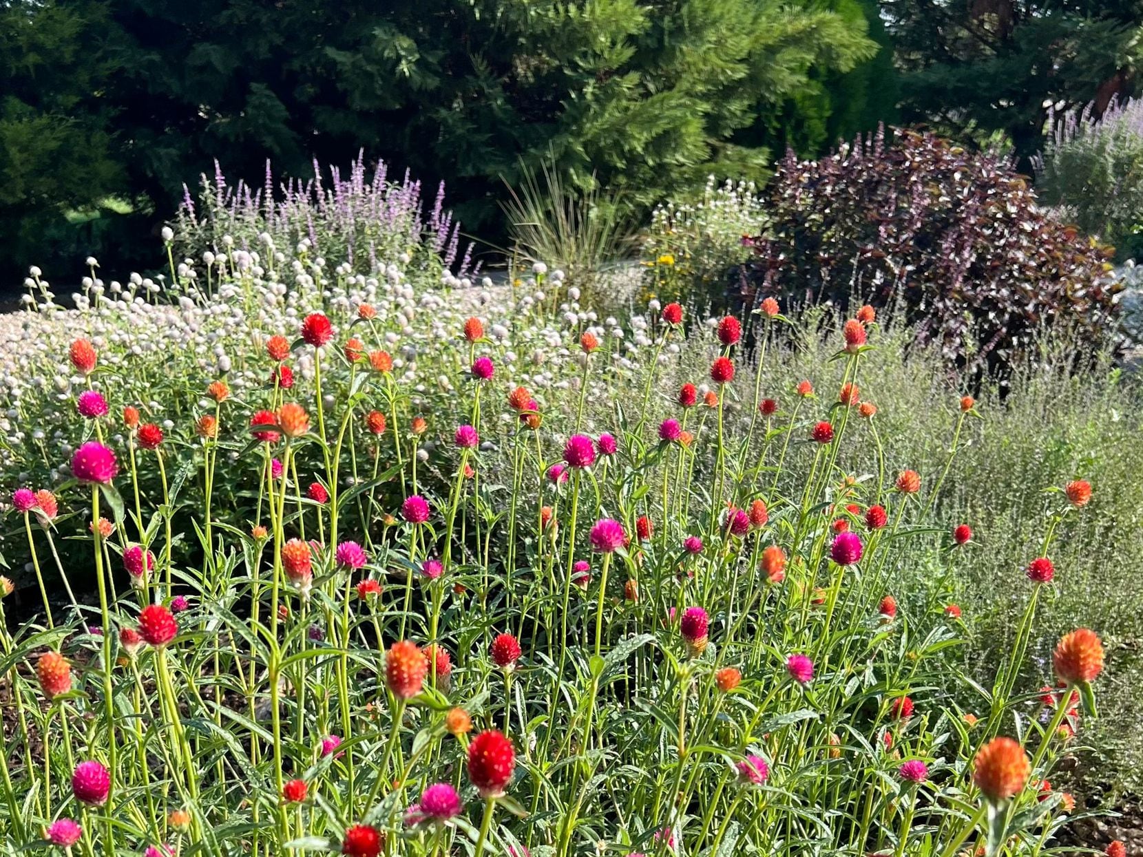 A field of gomphrena blooms in red and purple.