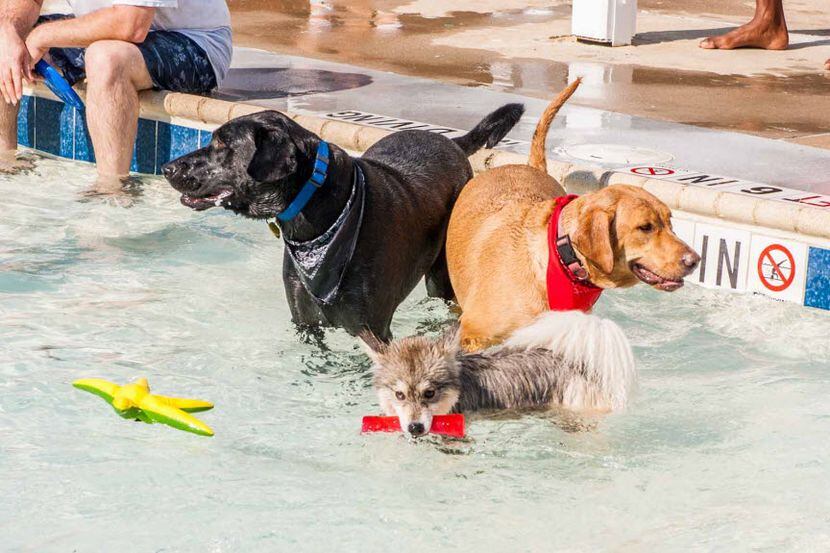 Dogs take a dip at Paws in the Pool-ooza day at Cedar Hill's Crawford Park Pool.