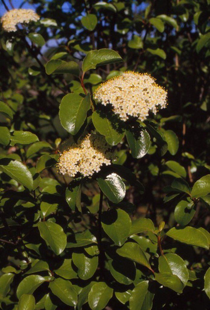 Rusty blackhaw viburnum is a native small tree with white flowers in spring, shiny foliage,...