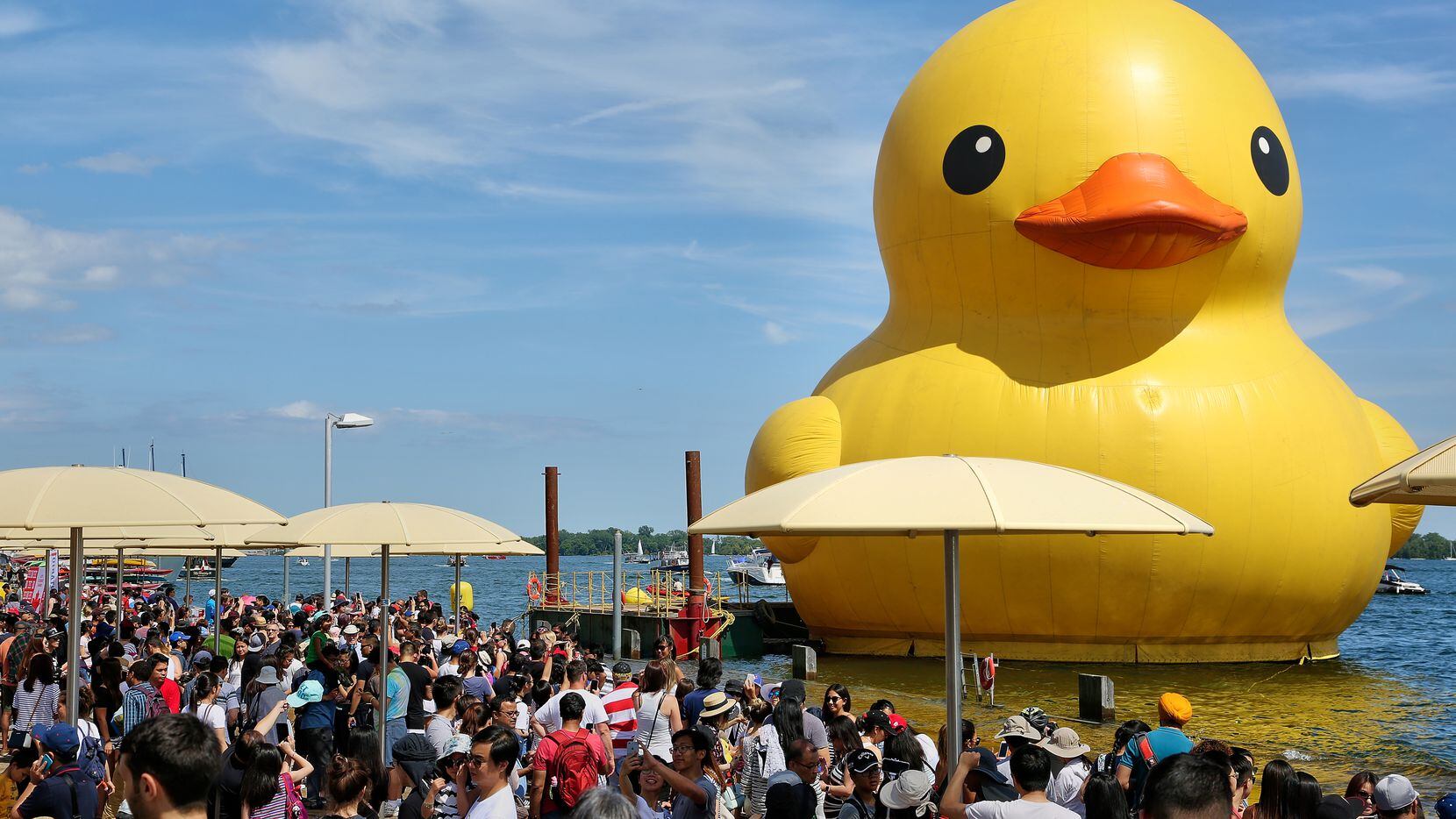 The giant rubber duck appeared in Toronto on July 3, 2017. The duck, created by Dutch artist Florentijn Hofman, will be re-created in Fort Worth this month.