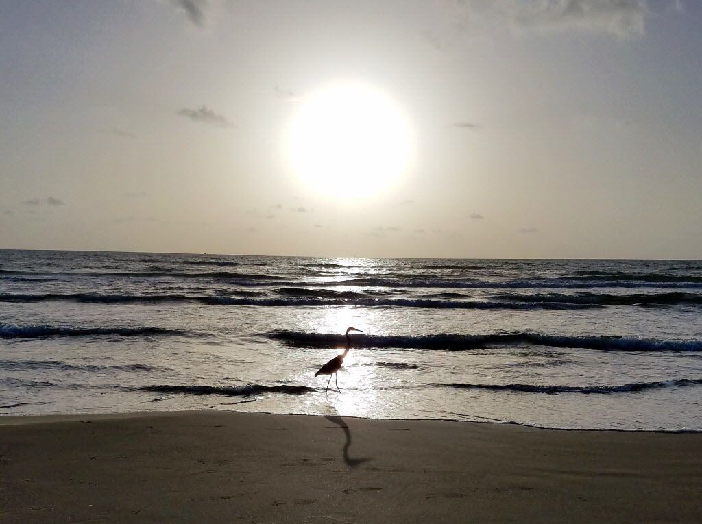 A heron stands in the Gulf of Mexico at South Padre Island during sunrise on a fall day....
