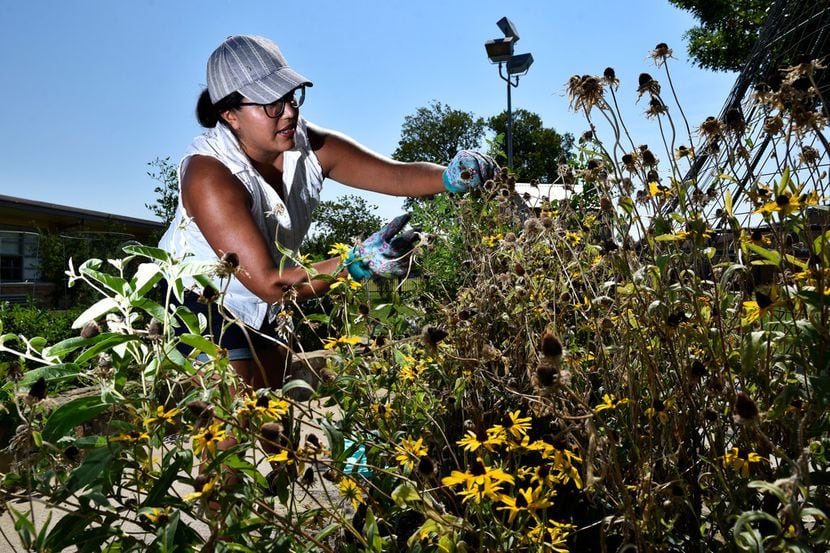 Parent and volunteer Maria Amaya, 36, tends to a wildflower garden bed in the Edwin J. Kiest...