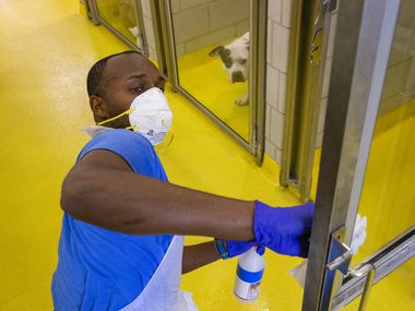 Nesredin Teshome, an animal keeper with Dallas Animal Services, disinfects a door inside the shelter Thursday. The building is currently closed to the public, except for the occasional resident looking for a lost pet.