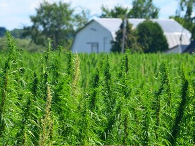 Lawmakers are beginning to introduce bills to legalize growing hemp in other states. Advocates of hemp in Texas say they don't want the state and its economy to miss out. 