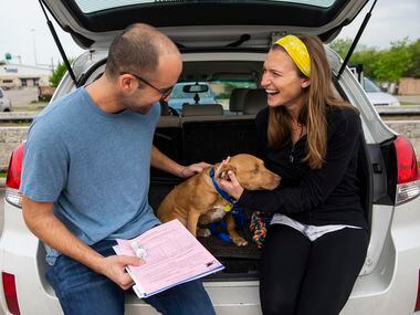 Drew Morgan and Lexi Sorbara, first-time fosters for Dallas Animal Services, picked up...