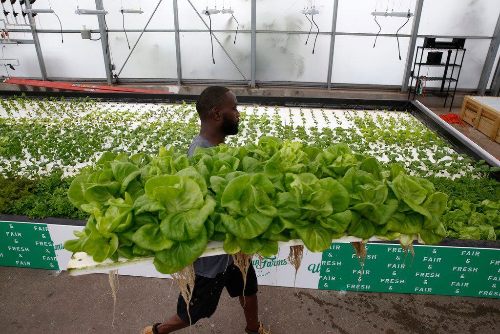 Barron Horton, landscape and greenhouse supervisor, hauls lettuce for harvest at Big Tex...