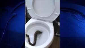 Yes, it can happen: Snake finds its way into toilet of Alabama home