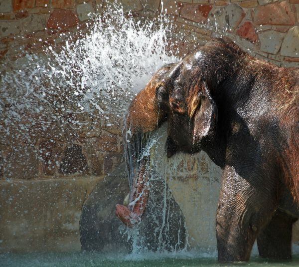 Fort Worth Zoo visitors learn how to beat the heat