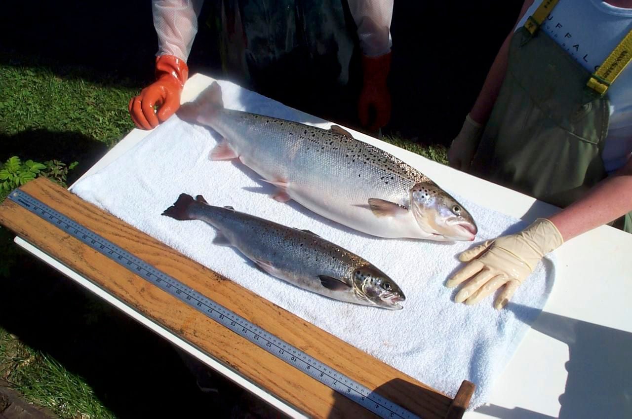 
A genetically modified AquAdvantage salmon (top) grows faster than an unaltered salmon.
