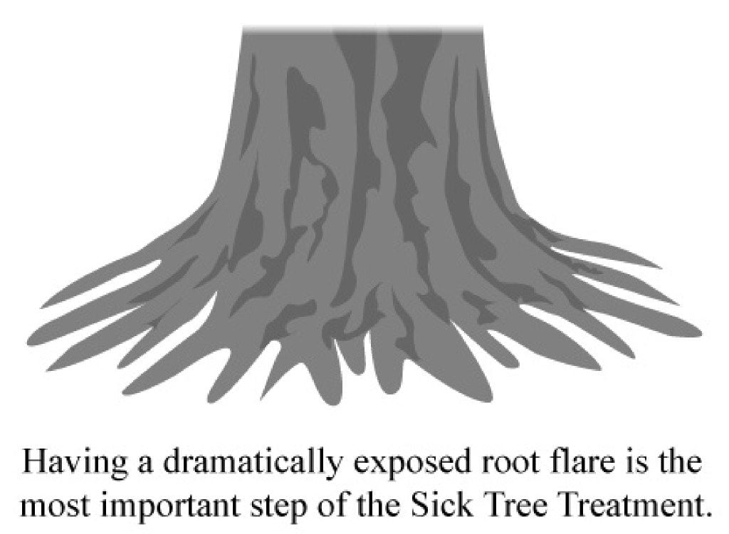 Illustration of a good root flare