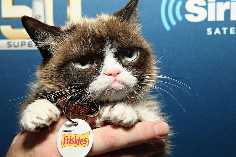 La famosa Grumpy Cat falleció el año pasado. Fue uno de los gatos más famosos de la...