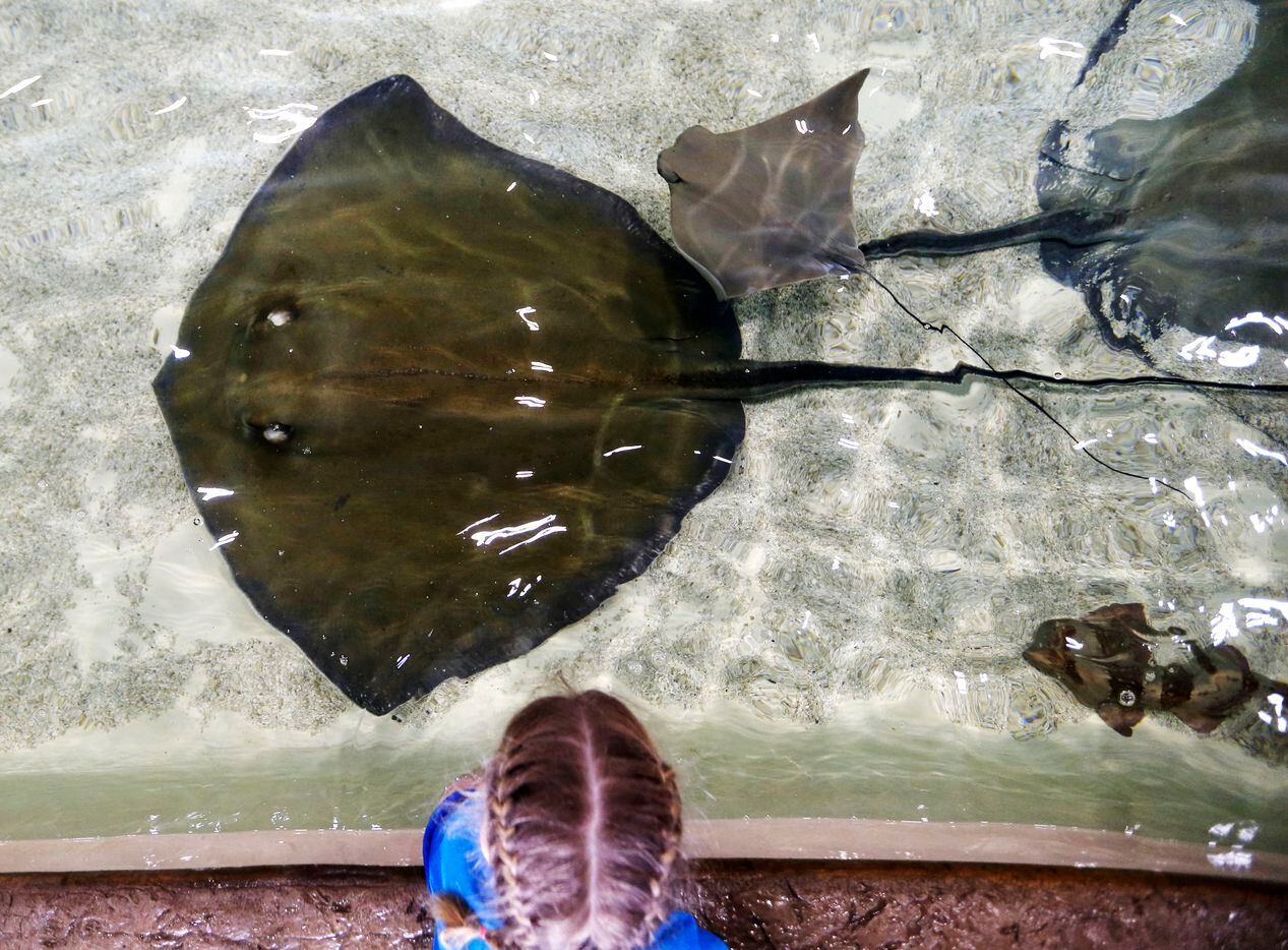 Audrey Savage, 6, of Arlington watches as a stingray passes by during the grand opening of...