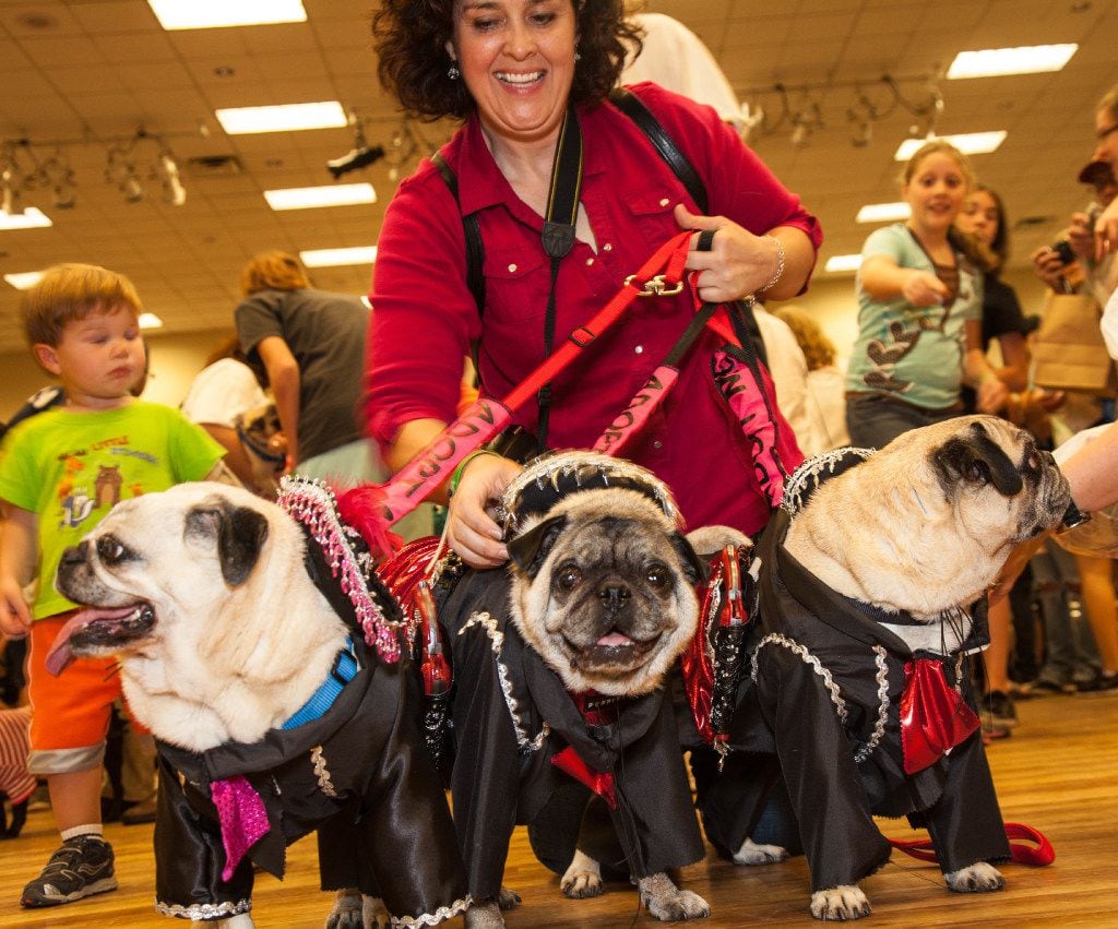 This year's Pug-O-Ween is Sunday at the Grapevine Convention Center. (File Photo/DFW Pug...