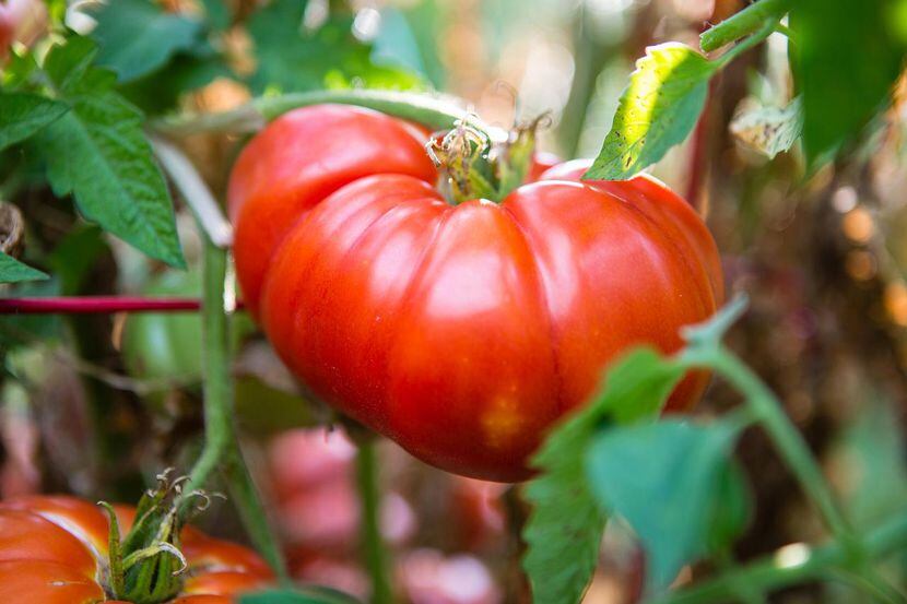 Tomato hybridizers try to improve on heirlooms