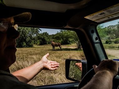 Buck Watson points out a roan on the Ox Ranch in Uvalde, Texas, Aug. 16, 2017. 
