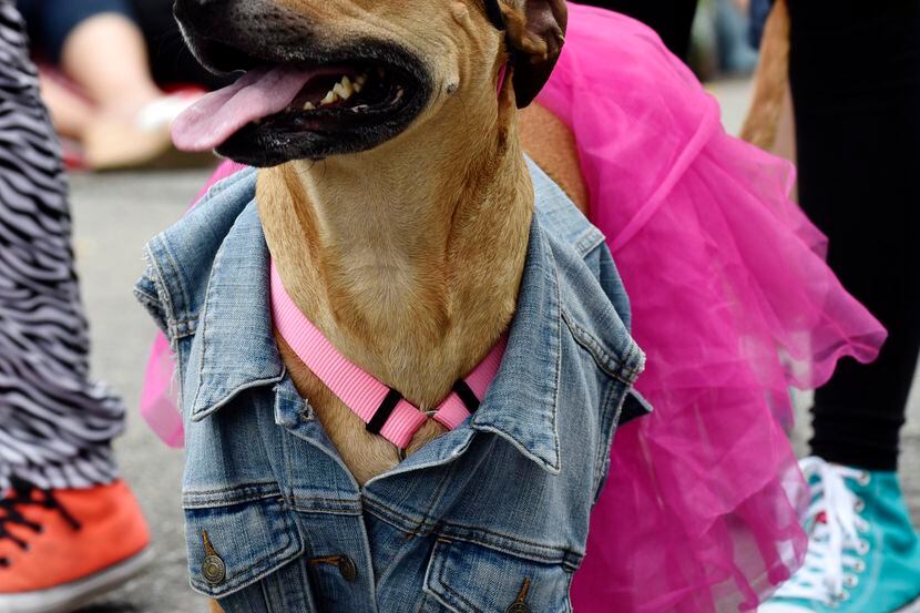 Easter in the Park's Pooch Parade