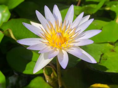 A white and yellow lotus flower enjoys the sun by Kevin's front door.