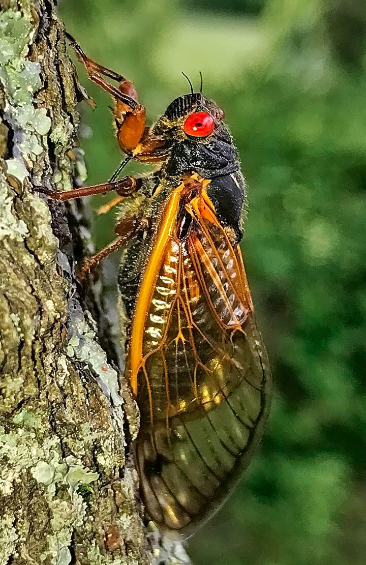 Billions of cicadas from two separate broods will emerge at the same time this spring for...
