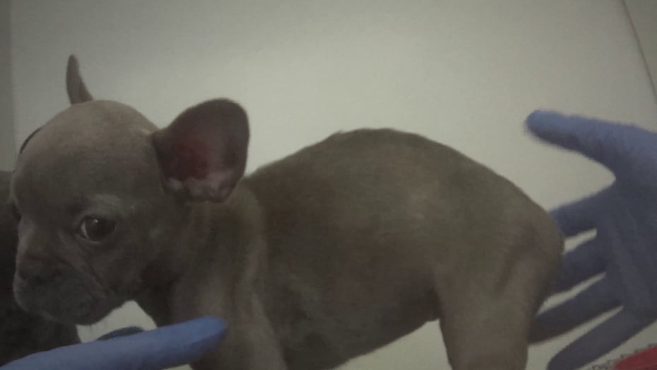 A French bulldog puppy was sick and malnourished, Humane Society officials said.