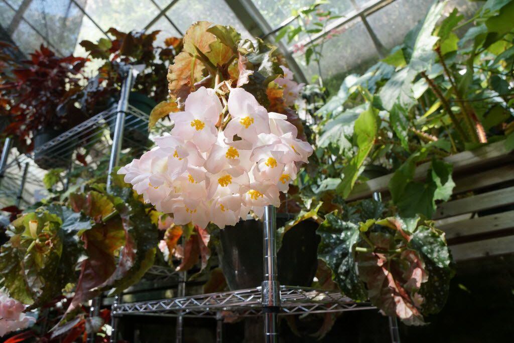 The Josephine is among over 350 different species of Begonias at the Botanical Gardens in Fort Worth.