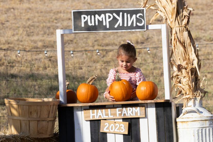 Isabella van der Westhuizen, 2, looks at a pumpkin at Hall's Pumpkin Farm and Corn Maze in...
