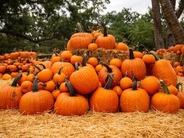 Pumpkins on display at the Dallas Arboretum's Pumpkin Village on Sept. 9, 2020 in Dallas.