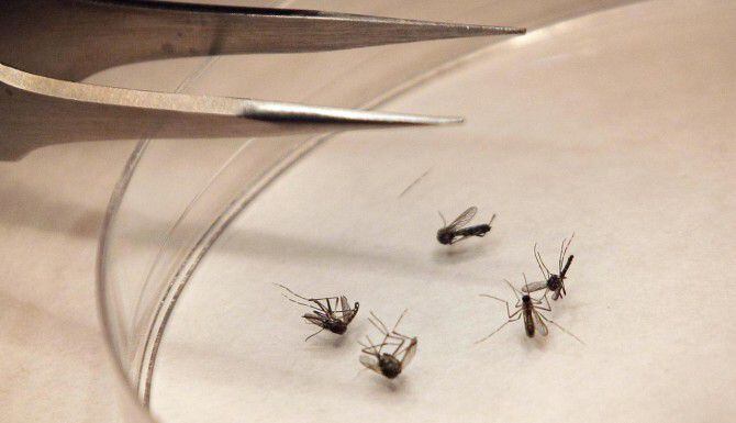 El virus de la fiebre de chikungunya ya afectó a un ser humano en el condado de Collin....