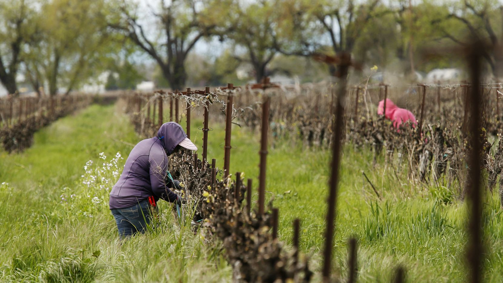 In this March 24 photo, farmworkers keep their distance from each other as they work at the...