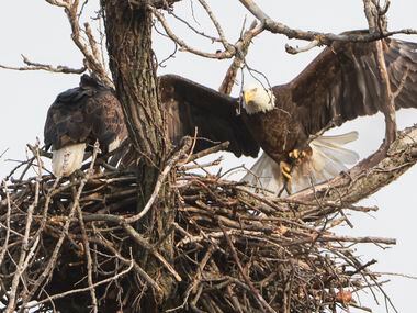 An eagle returns to the nest with a twig in its talons, Tuesday, Nov. 29, 2022, at White...