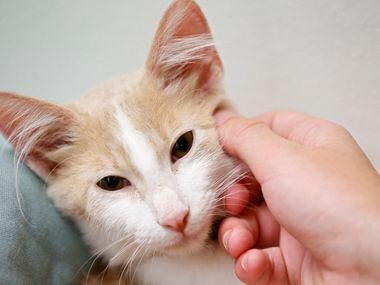 JD or Cato (two identical cats that the workers can't discern) has her head scratched by a...