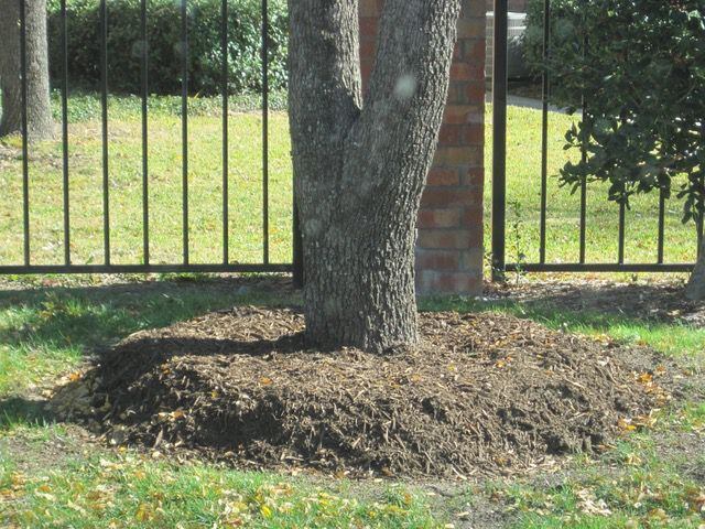 An example of very bad tree mulching, with thick layers and covering the flare.