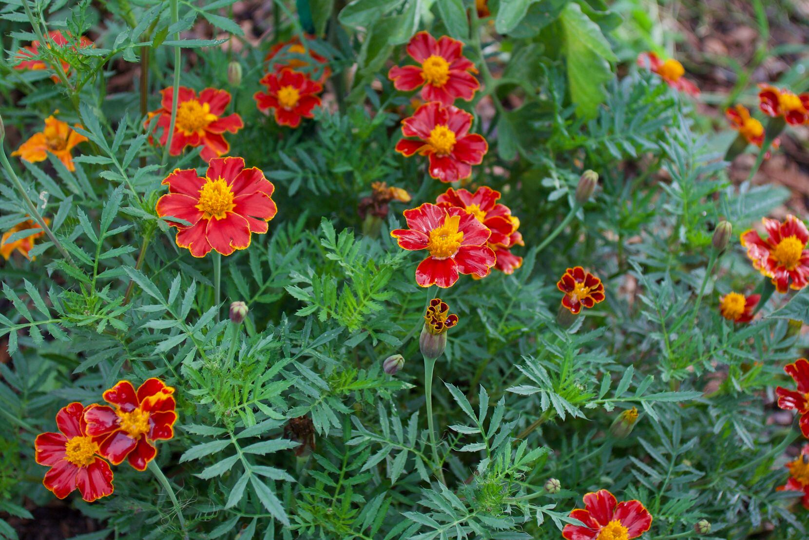 Red marigolds have bright yellow centers.