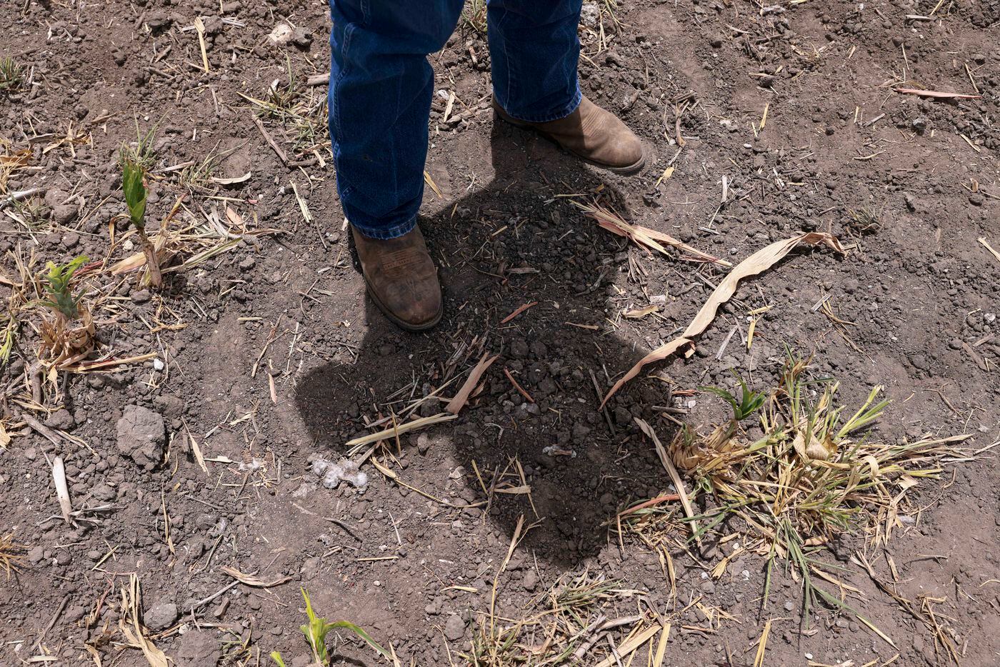 Russell Boening’s shadow of where he planted grain sorghum, Monday, August 8, 2022, in...