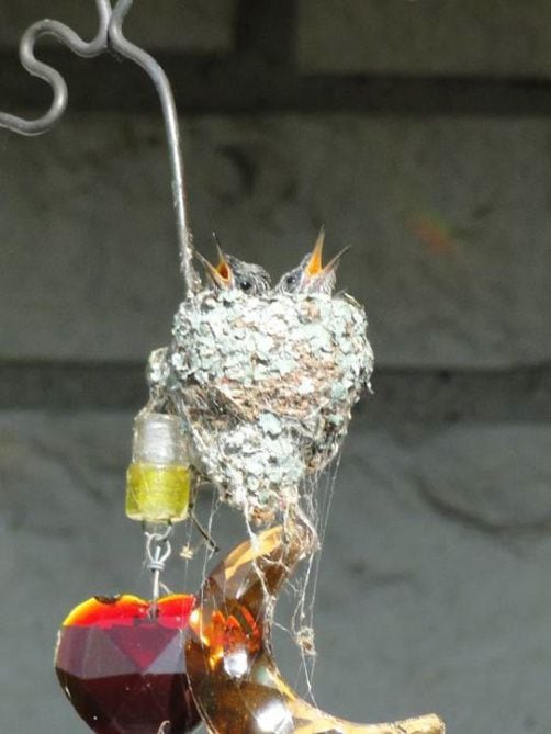 Kolibrie baby 's foto zou in Lakewood achtertuin Kan 2013