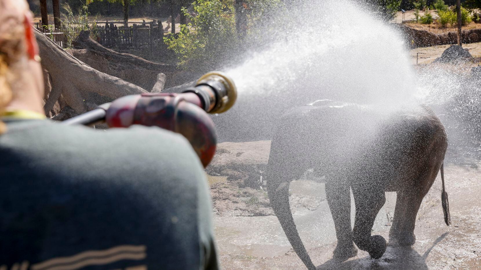 An elephant gets sprayed by a large water cannon at the Dallas Zoo.