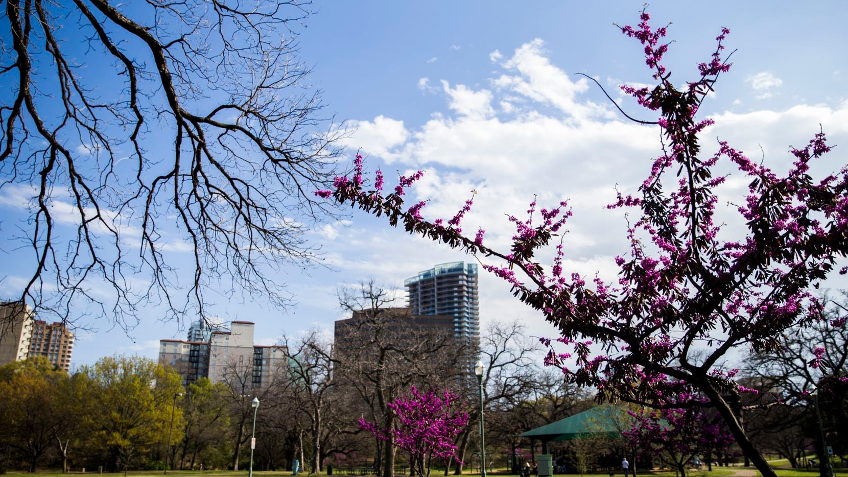 Redbud trees burst with sping color on Sunday, March 18, 2018 at Reverchon Park in Dallas....