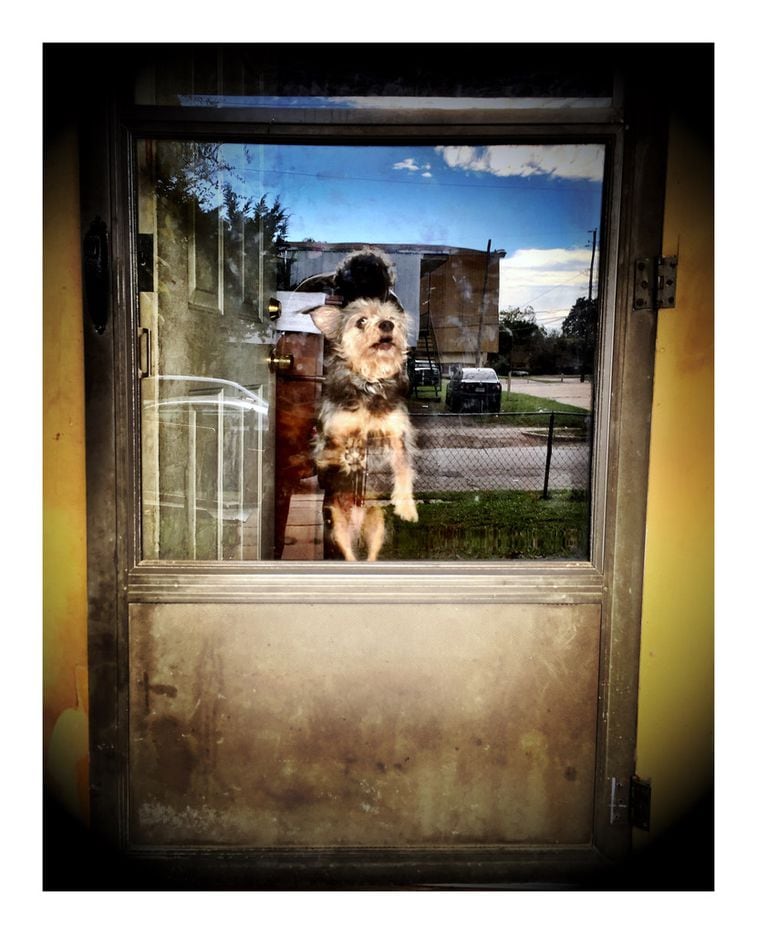 A dog gets some serious hang time while greeting the photographer at the front door of a home in Dallas.