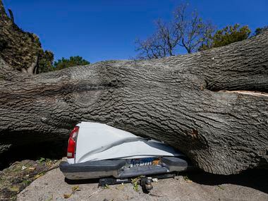 A large tree is seen crumpling a pickup truck at a home on Westway Avenue in Garland, Texas,...