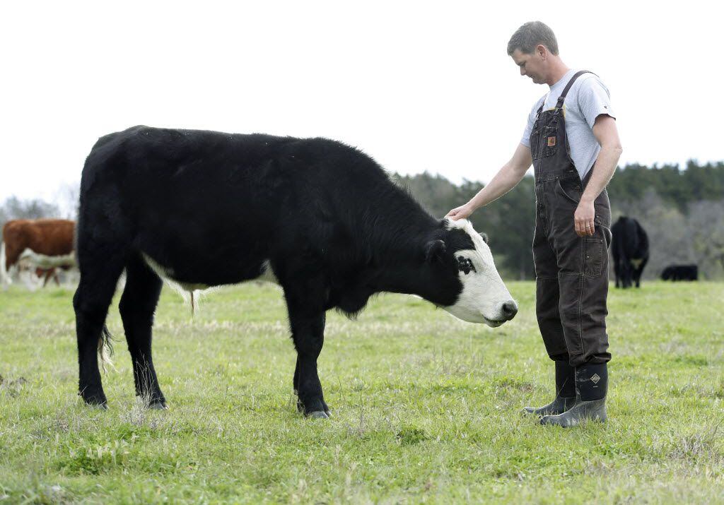 Thomas Locke pets one of the cows after moving the herd to a different pasture to graze at...