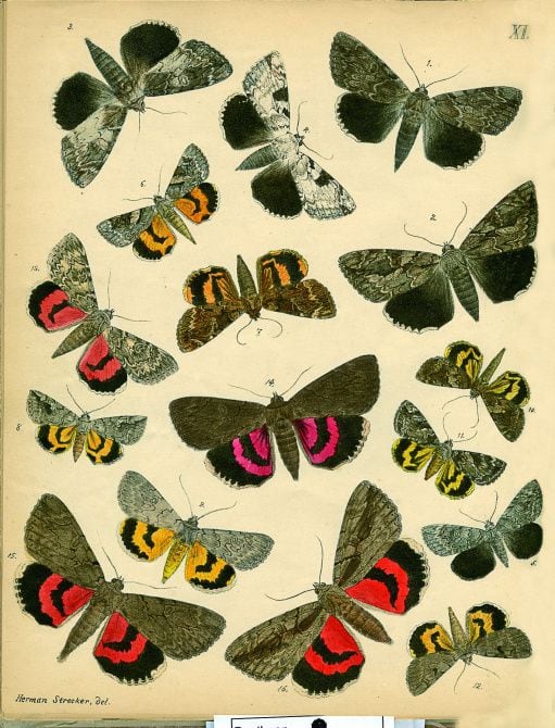 From "Butterfly People," by William Leach: "This plate shows many underwing moth species,...