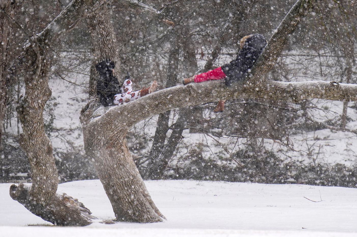 Sisters Roxie (right) and RachelHunter sit in a tree and watch snow fall in Prairie Creek...