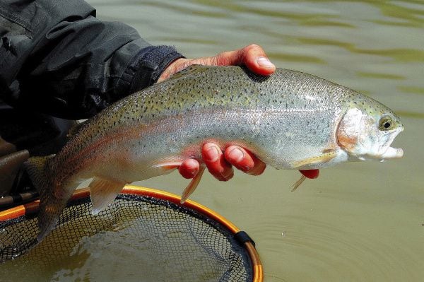Horseshoe Pond at Bethany Lakes Park in Allen will be restocked with rainbow trout later this month. (File photo)