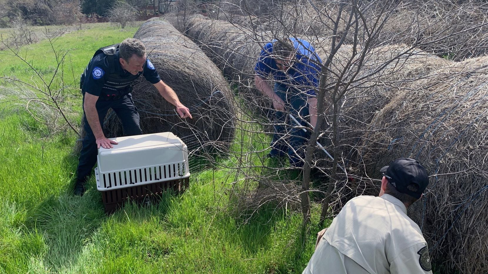 On Feb. 29, Grapevine police located an injured bobcat, which had stepped on an illegal foot...