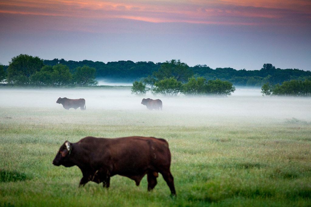 Cattle still graze at the Toddie Lee Wynne family's Star Brand Ranch near Kaufman. .