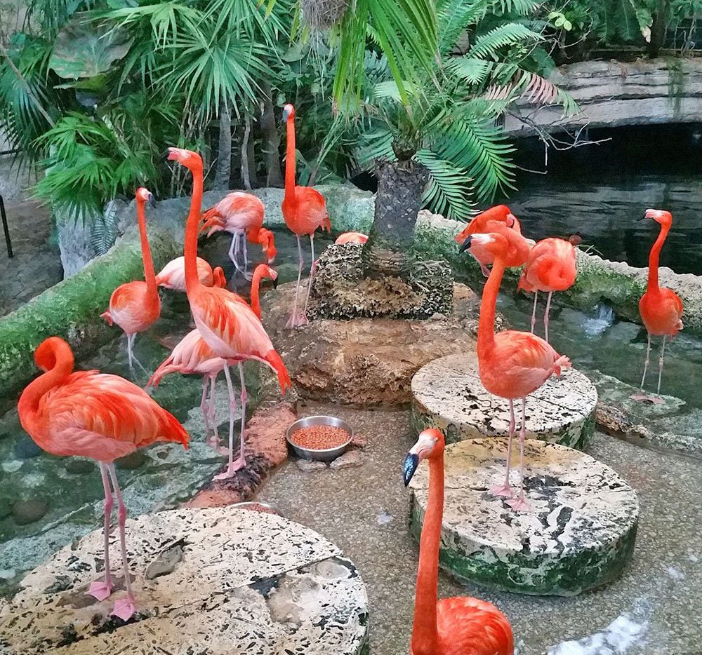 Expositions de l'aquarium du monde de Dallas - DallasAquariumFlamingos