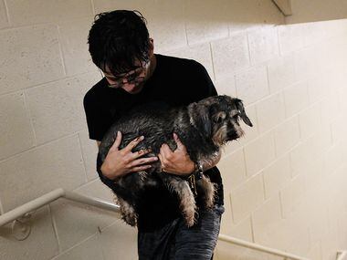 A soaking wet Fernando Oropeza walks up the stairs after taking his dog Simon out for a walk...