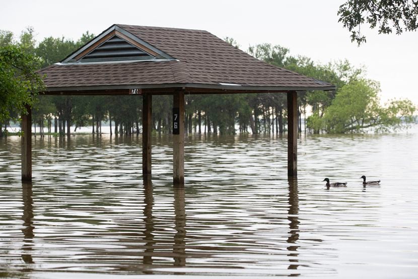 Ducks swim by a flooded campsite of Loyd Park on Friday, May 28, 2021, at Joe Pool Lake in...