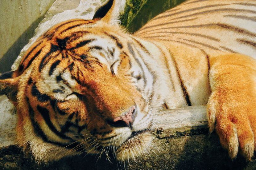 En esta fotografía de archivo se ve a un tigre de Malasia durmiendo.