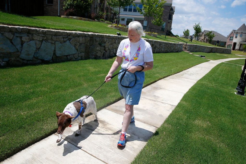 Cari Cook, 64, walks Sadie for Rover.com in Garland. She can work when she wants to and...